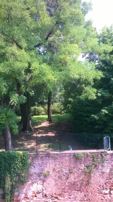 Abbattimento degli alberi pericolosi