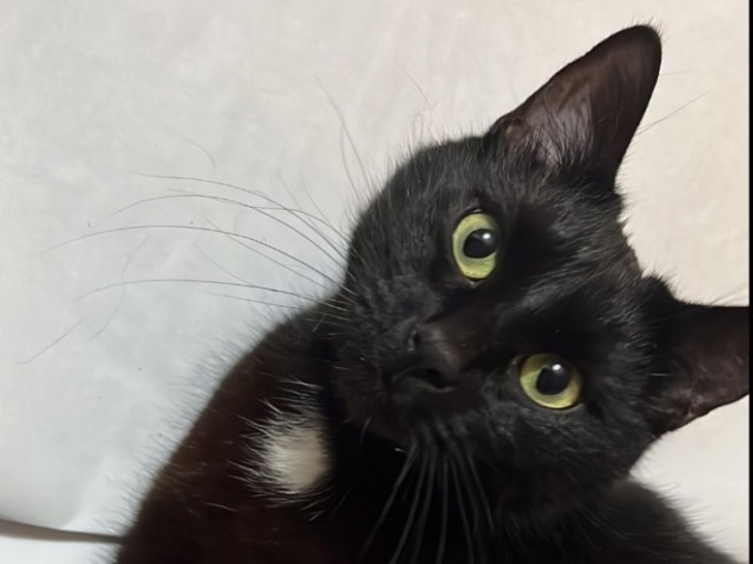 Avvelenano i gatti con gli ami da pesca