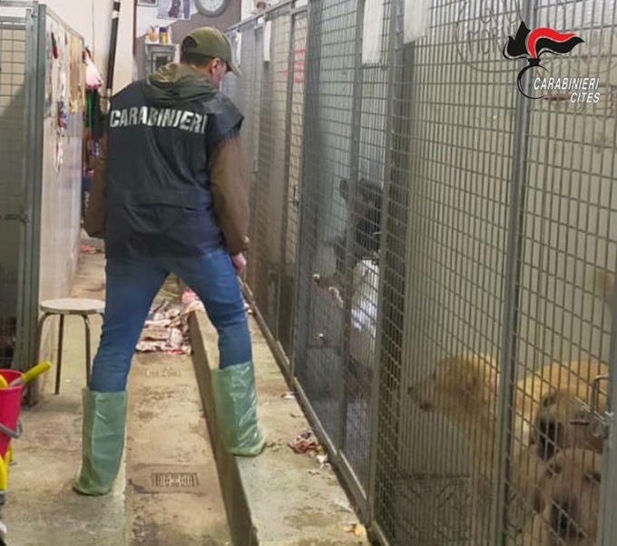 Sequestrato a Boschetto allevamento abusivo di cani