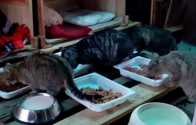 Spariti 25 gatti dalla colonia felina, è allarme