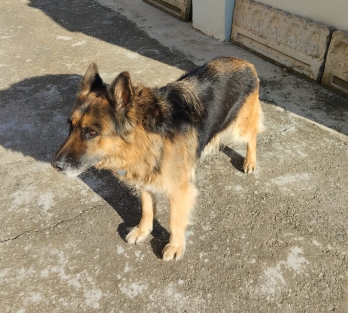 Il cane dell’insegnante travolta dal treno cerca casa