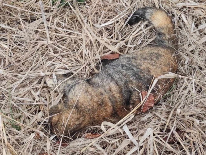 Gatto sparisce nel nulla, la famiglia lo ritrova morto dopo settimane