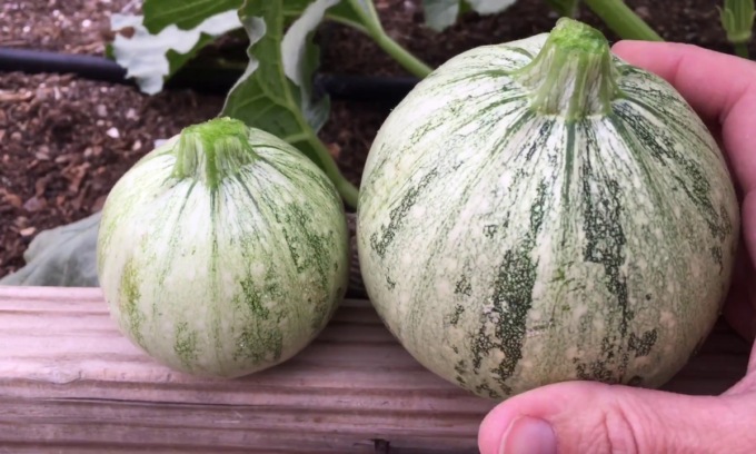 Questa settimana in regalo con la Nuova Periferia lo zucchino tondo di Nizza