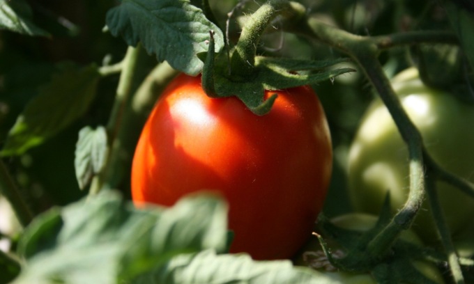 Oggi in regalo con la Nuova Periferia il pomodoro nano Rio Grande