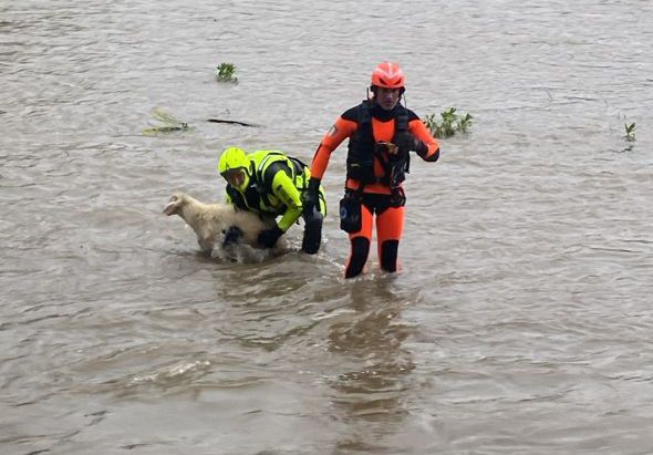 Due pecore finiscono nell’Orco: salvate dai vigili del fuoco