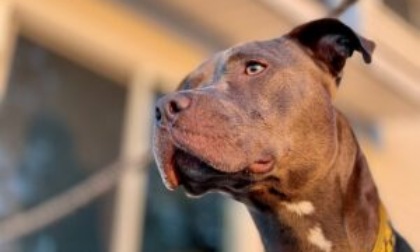 Pitbull azzanna e uccide un bimbo di 5 mesi