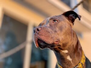 Pitbull azzanna e uccide un bimbo di 5 mesi