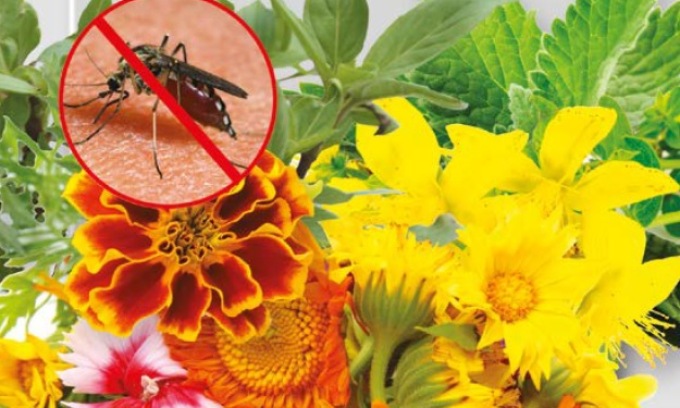 In regalo con la Nuova Periferia di Chivasso e Vercellese i fiori antizanzare