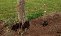 Tagliati gli alberi piantati dai bambini