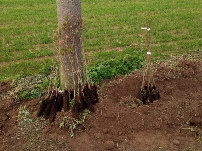 Tagliati gli alberi piantati dai bambini