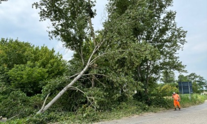 Operaio di Foglizzo cade da un albero, è grave