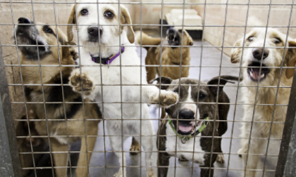 Cani, meno abbandoni ma aumentano le rinunce di proprietà