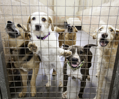 Cani, meno abbandoni ma aumentano le rinunce di proprietà