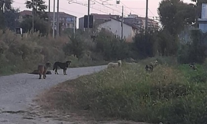 Nelle strade ci sono cani randagi: è allarme