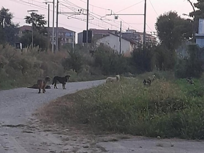 Nelle strade ci sono cani randagi: è allarme
