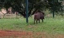 C'è un cinghiale in via Mezzano: allarme tra i cittadini IL VIDEO