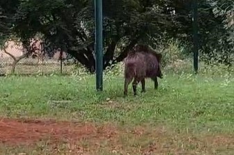 C’è un cinghiale in via Mezzano: allarme tra i cittadini IL VIDEO