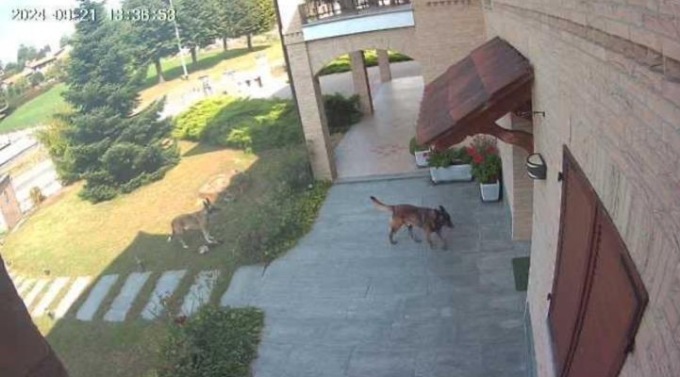 Due cani sbranano un gatto, è allarme