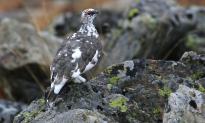 Il Tar chiude la caccia a quattro specie