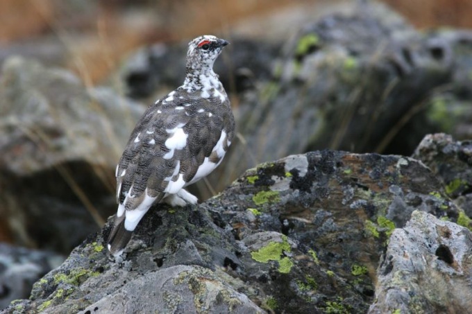Il Tar chiude la caccia a quattro specie