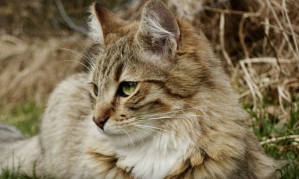 Gatto ucciso da un cacciatore