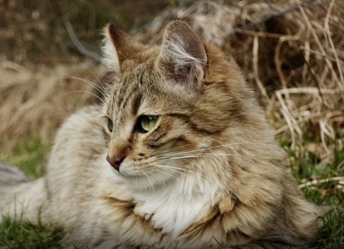 Gatto ucciso da un cacciatore