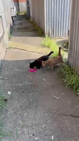 Colonie feline, Solis chiede al Comune cibo e cure per i gatti