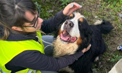 Ritrovato Max, il cane scappato da casa