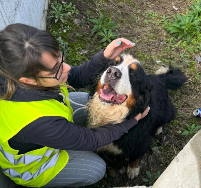 Ritrovato Max, il cane scappato da casa