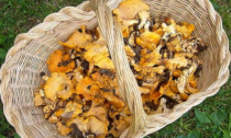 Allarme intossicazioni da funghi nel Vercellese, già più casi del 2023