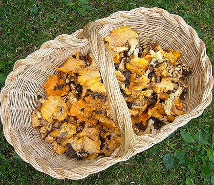 Allarme intossicazioni da funghi nel Vercellese, già più casi del 2023