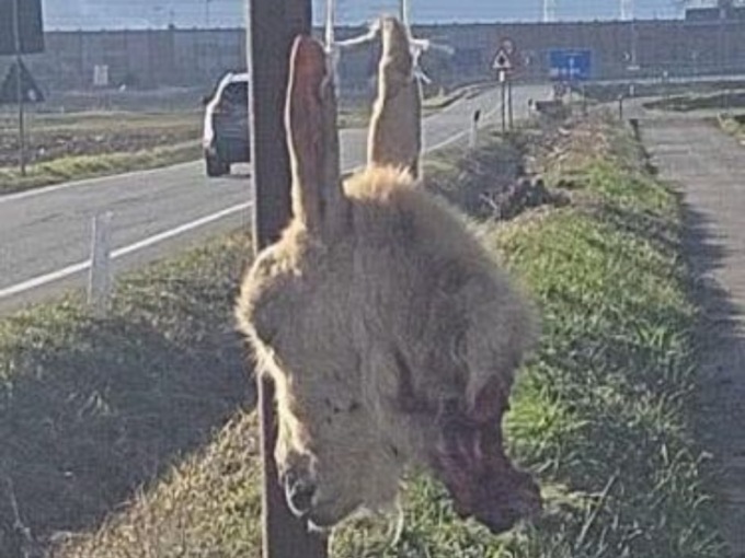 Testa di capra appesa ad un cartello: inquietante ritrovamento