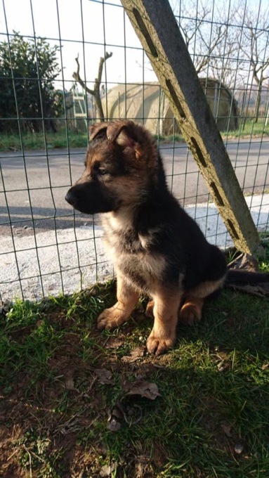 Hanno rubato tre cuccioli con microchip