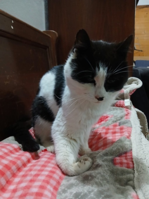 “Il mio gatto è stato impallinato, ora abbiamo paura”