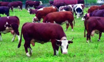 Vitelle scappate da una cascina di Crescentino, ora vagano nei campi