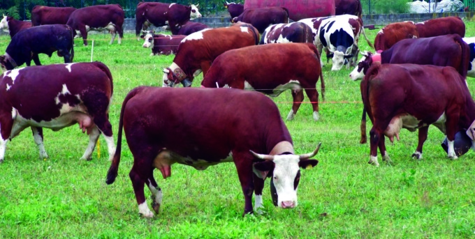 Vitelle scappate da una cascina di Crescentino, ora vagano nei campi