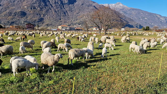 Boom dei consumi annuali di agnello nel Torinese