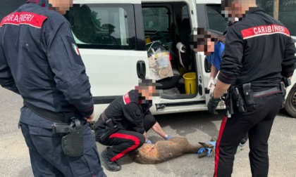 Capriolo incastrato nella recinzione della piscina, salvato dai Carabinieri