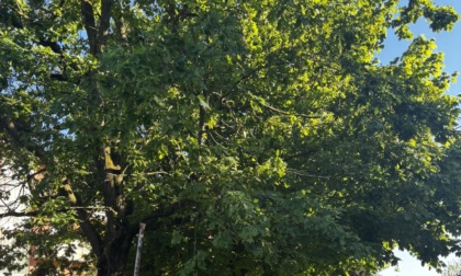 "Il Comune dimentica il verde: promessa infranta"
