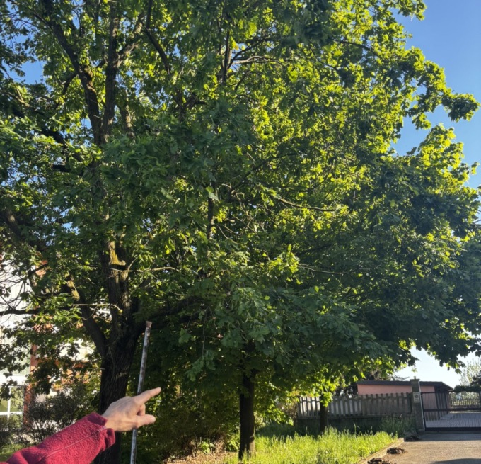 “Il Comune dimentica il verde: promessa infranta”