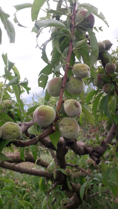 Nubifragio compromette la produzione nei frutteti e  vigneti