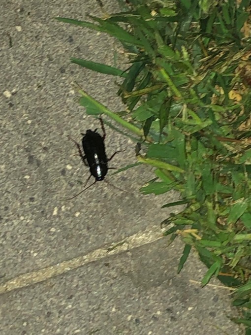 Il centro storico invaso dagli scarafaggi