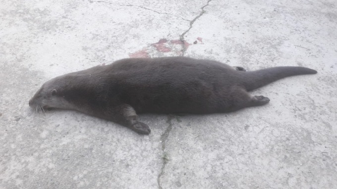 Guarda, una lontra