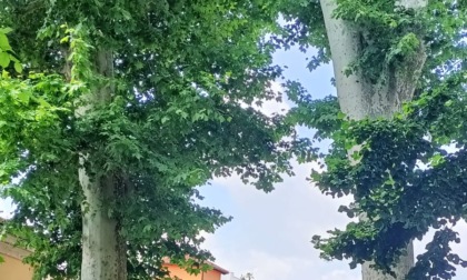 Parco Spurgazzi, saranno abbattuti due platani: sono pericolosi