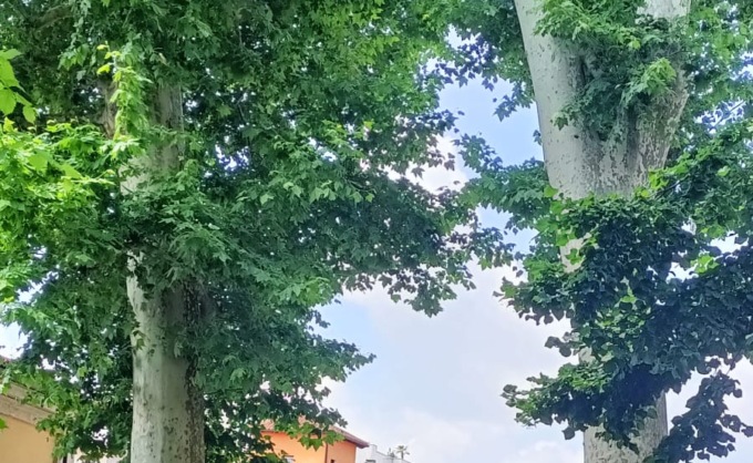 Parco Spurgazzi, saranno abbattuti due platani: sono pericolosi
