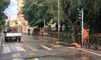 Forte temporale, un albero caduto nel viale
