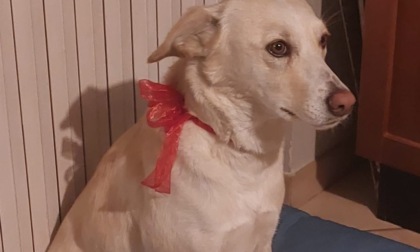 Giornata Mondiale del Cane 2025: invia la tua foto a La Nuova Periferia