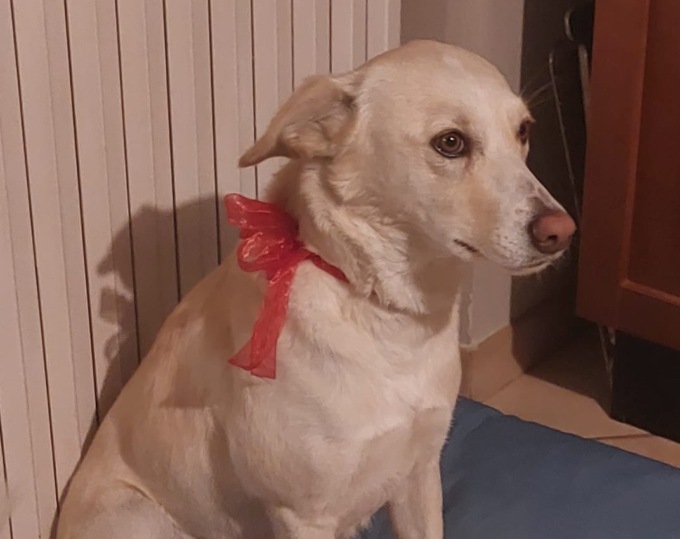 Giornata Mondiale del Cane 2025: invia la tua foto a La Nuova Periferia