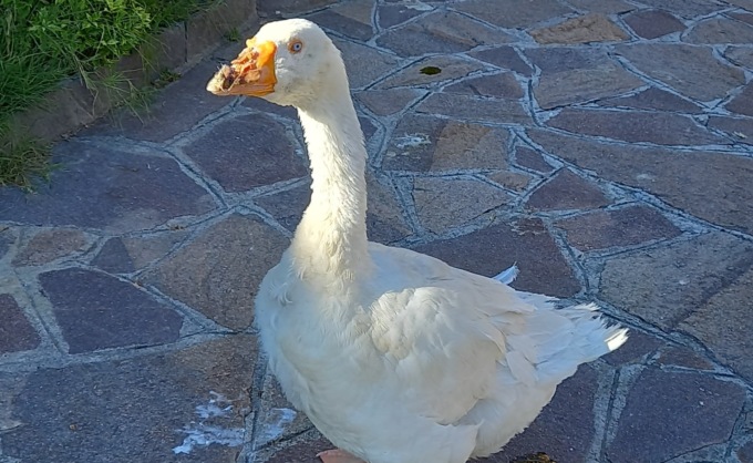 Italia e il suo ocone: una bella storia a lieto fine