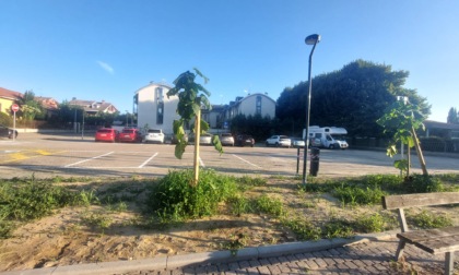 Si punta molto su piazza Orchidea